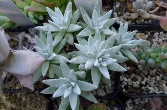 多肉植物播种经验总结：从培土、发芽率、成活率讲解