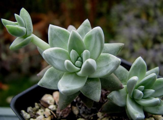 多肉植物播种经验总结：从培土、发芽率、成活率讲解