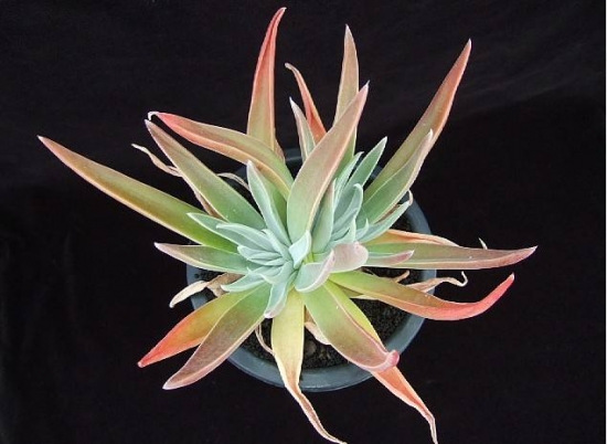 多肉植物播种经验总结：从培土、发芽率、成活率讲解