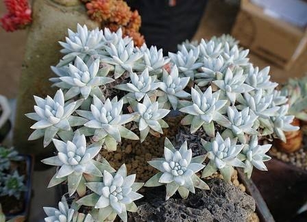多肉植物播种经验总结：从培土、发芽率、成活率讲解