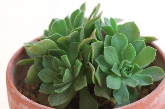 冰绒掌如何养殖：喜温暖、干燥和阳光充足的环境