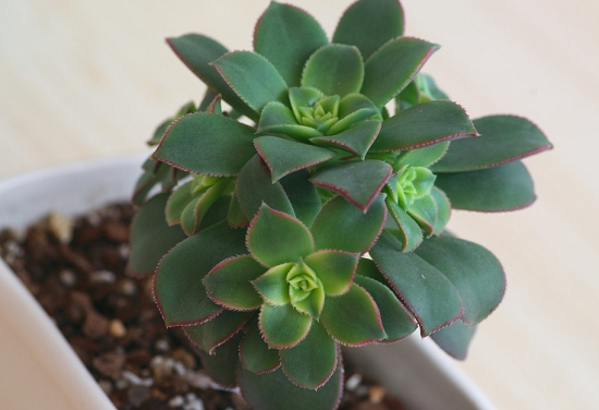 冰绒掌如何养殖：喜温暖、干燥和阳光充足的环境