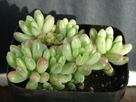 如何区别虹之玉和虹之玉锦：仔细观察二者的外表就能分辨出来