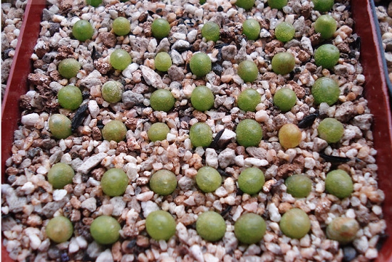 生石花如何播种：石生花的办法心得及带苗期常见问题解疑