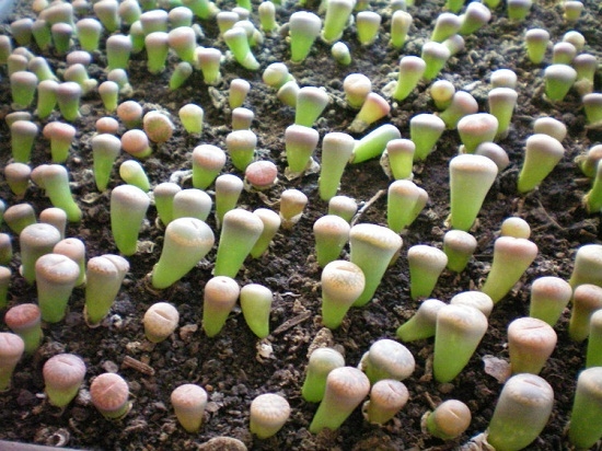 生石花如何播种：石生花的办法心得及带苗期常见问题解疑