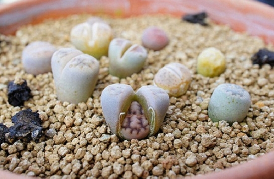 生石花如何播种：石生花的办法心得及带苗期常见问题解疑