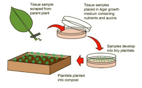 什么是多肉组培：简单地说就是植物克隆