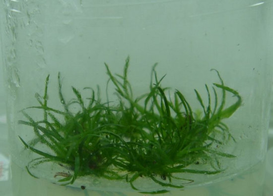 什么是多肉组培：简单地说就是植物克隆