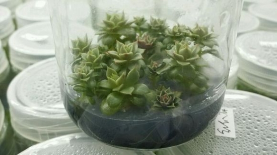 什么是多肉组培：简单地说就是植物克隆