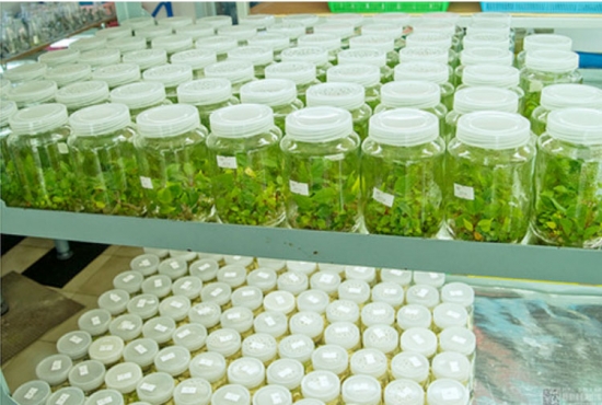 什么是多肉组培：简单地说就是植物克隆