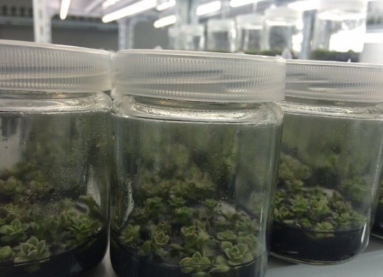 什么是多肉组培：简单地说就是植物克隆