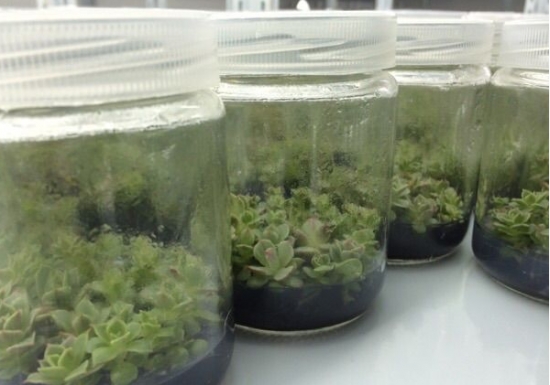什么是多肉组培：简单地说就是植物克隆