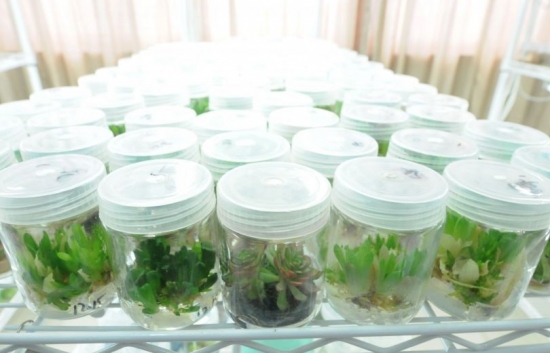 什么是多肉组培：简单地说就是植物克隆