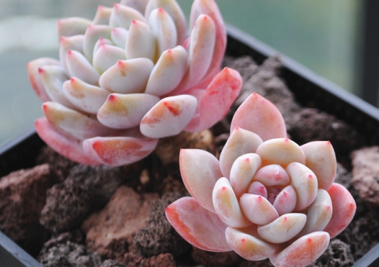 新手如何养殖多肉：分别从光、温、水、气、肥五个点讲述
