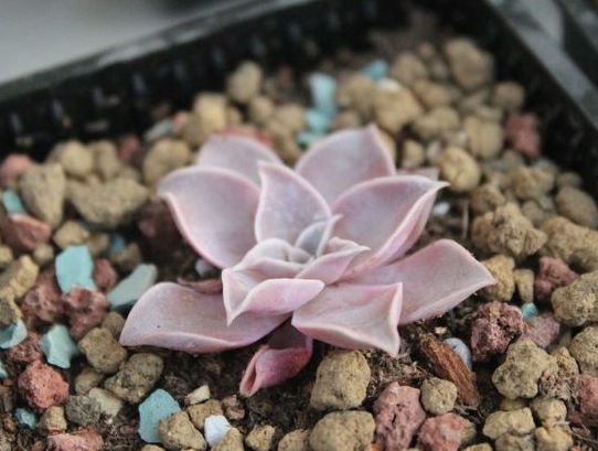 新手如何养殖多肉：分别从光、温、水、气、肥五个点讲述