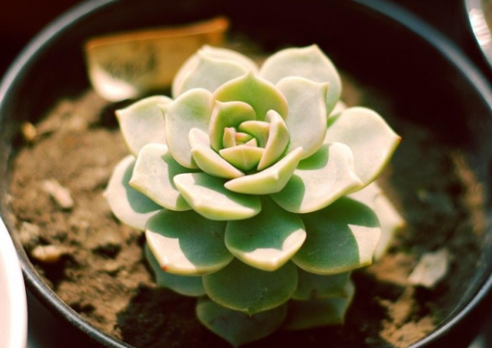 新手如何养殖多肉：分别从光、温、水、气、肥五个点讲述