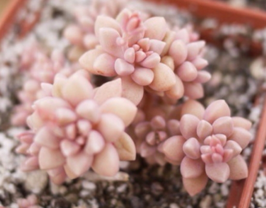 姬秋丽 如何养殖丸叶姬秋丽:夏季要断水休眠,冬季切勿喷雾或给大水