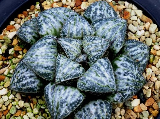 多肉雪景色如何养护：日常养护应与夏季养护办法各有不同