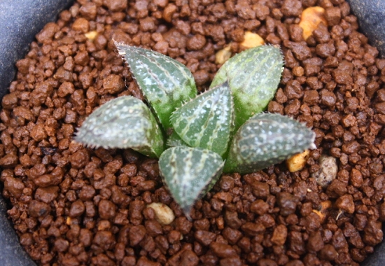 多肉雪景色如何养护：日常养护应与夏季养护办法各有不同