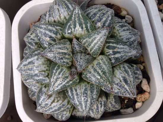 多肉雪景色如何养护：日常养护应与夏季养护办法各有不同