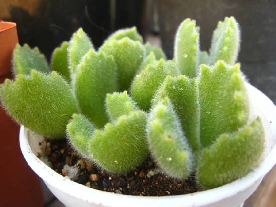 熊童子如何养 熊童子如何养:浇水见干见湿很重要