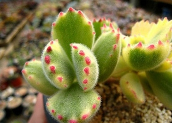 熊童子如何养 熊童子如何养:浇水见干见湿很重要