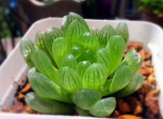 如何给玉露浇水 如何给玉露浇水:结合植物的状态来浇水才是最主要的