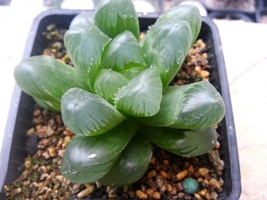 玉露图(二) 如何给玉露浇水:结合植物的状态来浇水才是最主要的