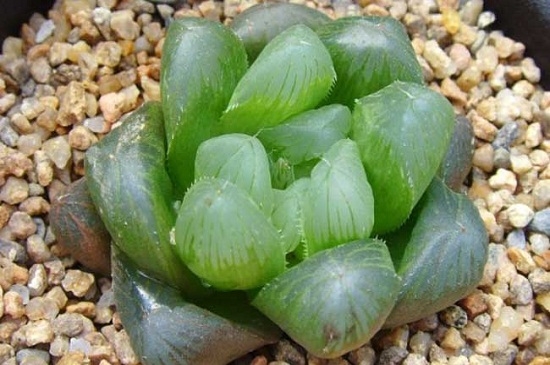 玉露图(三) 如何给玉露浇水:结合植物的状态来浇水才是最主要的