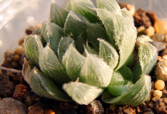 玉露图(四) 如何给玉露浇水:结合植物的状态来浇水才是最主要的