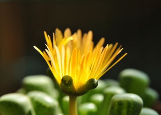 五十铃玉开花后会死吗：不会，花友们可放心