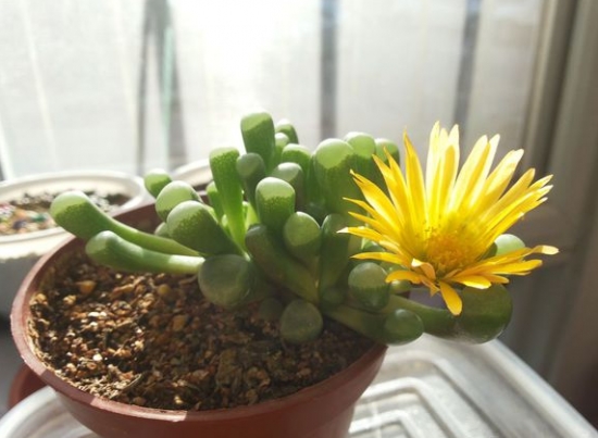 五十铃玉开花后会死吗：不会，花友们可放心