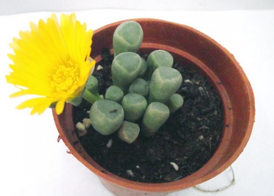 五十铃玉开花后会死吗：不会，花友们可放心