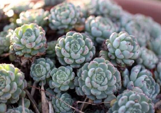 原始姬莲和小红衣（老版）有什么区别（对比图）