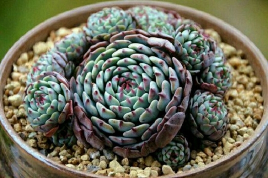 原始姬莲和小红衣（老版）有什么区别（对比图）