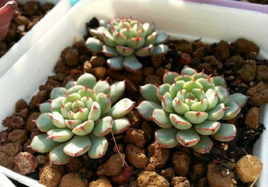 原始姬莲和小红衣（老版）有什么区别（对比图）