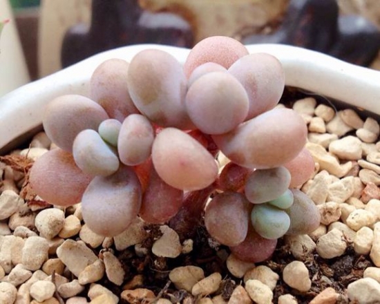 亚美奶酪、桃之卵和桃美人之间有什么区别（附图）