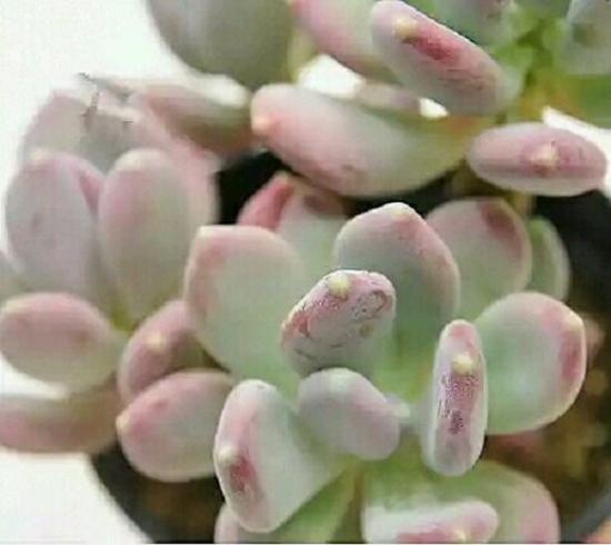 亚美奶酪、桃之卵和桃美人之间有什么区别（附图）