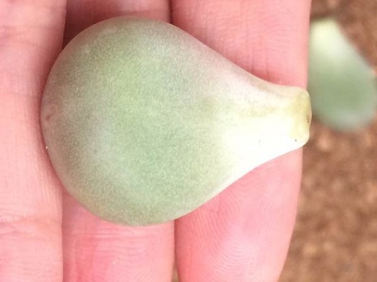 亚美奶酪、桃之卵和桃美人之间有什么区别（附图）