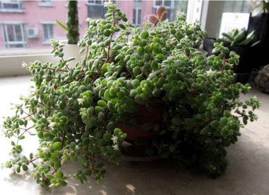 如何养殖波尼亚：喜阳、凉爽、干燥的环境