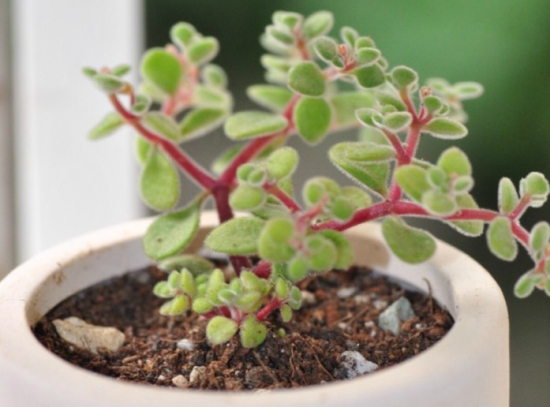 如何养殖波尼亚：喜阳、凉爽、干燥的环境