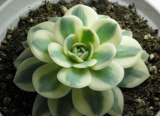 多肉富士的养护心得 多肉富士的养护心得:总体来说富士并不难养,最大问题是繁殖