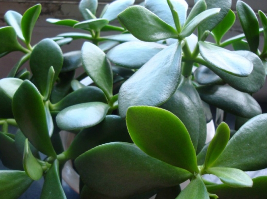 玉树能净化空气吗 玉树能净化空气吗:一定程度上可以