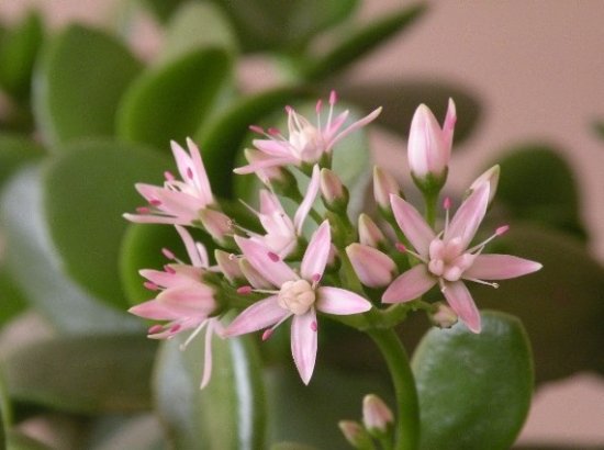 玉树开花 玉树能净化空气吗:一定程度上可以