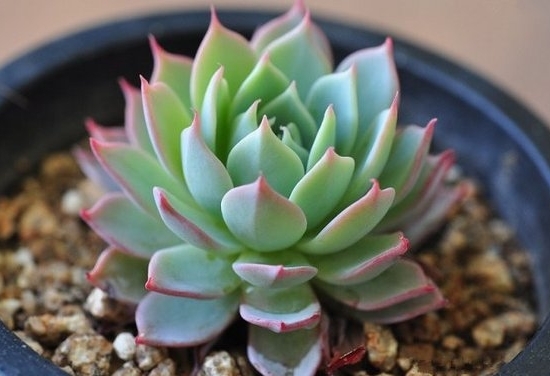 多肉可以净化空气吗：不可以，只是商家的噱头