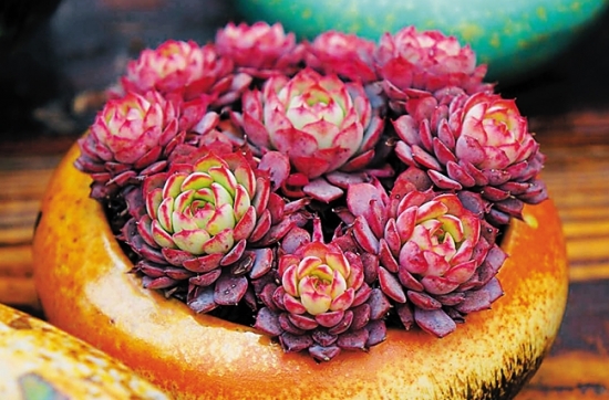 多肉可以净化空气吗：不可以，只是商家的噱头