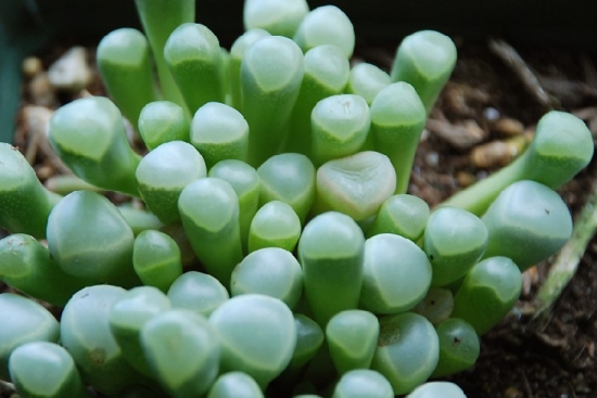 如何养护五十铃玉：留意通风，不要淋雨