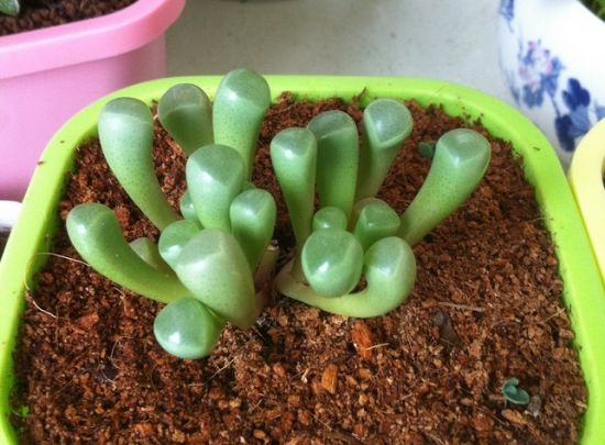 如何养护五十铃玉：留意通风，不要淋雨