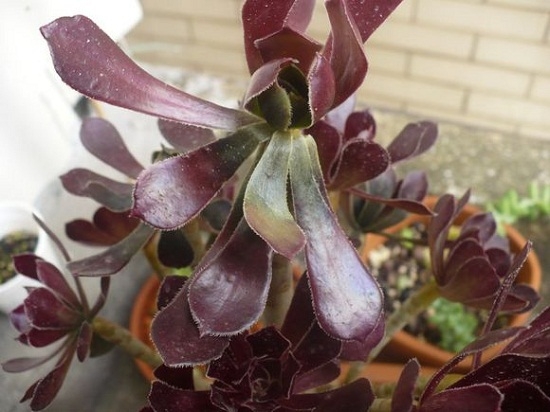 黑法师掉叶子如何办 黑法师为何会掉叶子:介绍几种黑法师掉叶子的不同情况