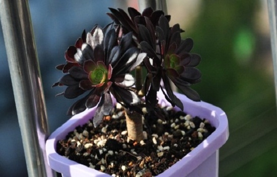 黑法师为何会掉叶子：介绍几种黑法师掉叶子的不同情况